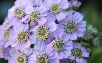 Achillea alpina ssp. camtschatica (© Spender 86)