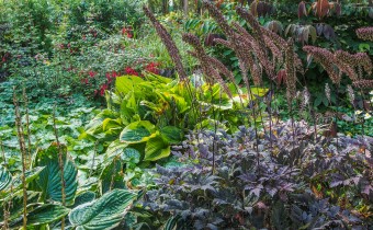 Actaea simplex `Brunette´Foto vom 24.9. (© Spender 319)