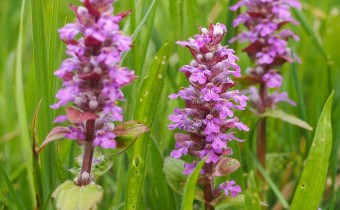 Ajuga reptans rosa (© Spender 319)
