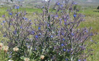 Anchusa azurea, Foto vom 12.5. auf Kreta (© Spender 55)