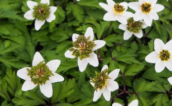 Anemone nemorosa `Green Fingers´ (© Spender 319)