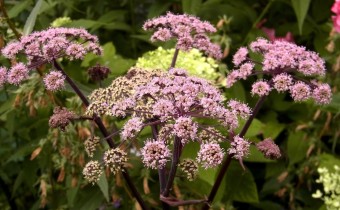 Angelica sylvestris 'Vicar's Mead', Foto vom 29.7. (© Spender 419)