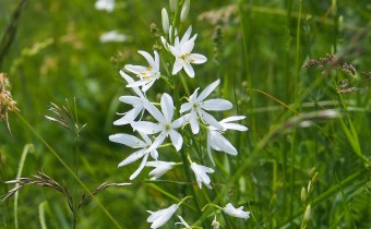 Anthericum liliago (© Spender 319)