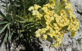 Arnebia densiflora, Foto vom 17.6. im Chelmos-Gebirge (© Spender 55)
