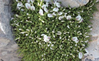 Astragalus angustifolius, Foto am 3.5. auf Kreta (© Spender 55)