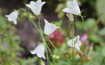 Campanula cochleariifolia, weiß, Foto vom 27.7. (© Spender 86)