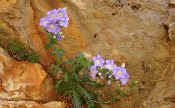 Campanula laciniata, Foto auf Kreta am 7.5. (© Spender 55)