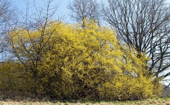 Cornus mas (© Spender 319)