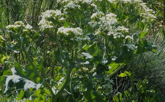 Crambe maritima (© Spender 319)