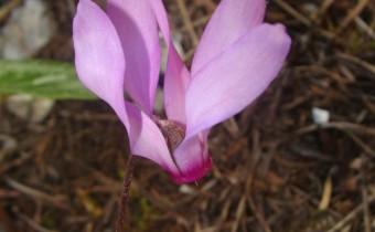 Cyclamen repandum in Griechenland, Foto vom 20.6. (© Spender 55)