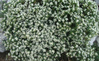Daphne oleoides, Foto vom 14.5.  in Nordgriechenland © Spender 55)