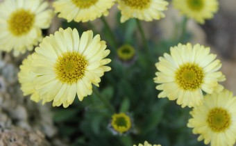 Erigeron aureus (© Spender 86)