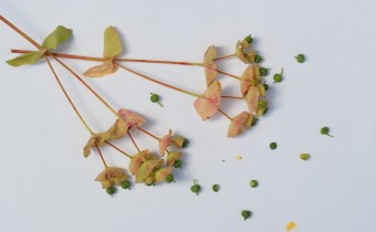 Euphorbia amygdaloides, Samenstand (© Spender 319)