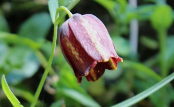 Fritillaria messanensis ssp. sphaciotica, Foto vom 2.5. (© Spender 55)