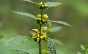 Lamium galeobdolon (© Spender 319)