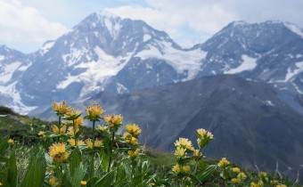 Gentiana punctata (© Spender 319)