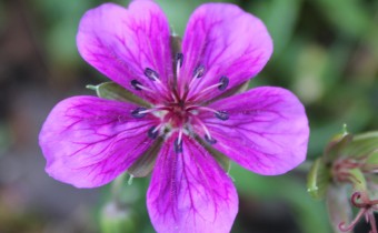 Geranium soboliserum, Foto vom 10.9.  (© Spender 86)