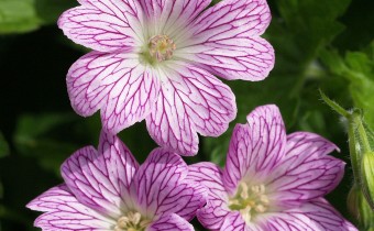 Geranium versicolor (© Spender 319)
