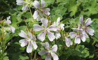 Geranium renardii (© Spender 319)