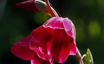 Gladiolus papilio `Ruby´(© Spender 319)