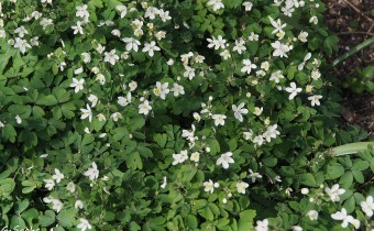 Isopyrum thalictroides (© Spender 319)