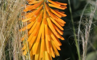 Kniphofia `Mango Popsicle´ (© Spender 86)