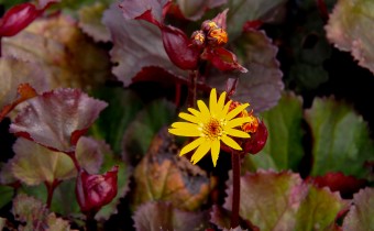 Ligularia dentata `Britt Marie Crawford´,  Foto vom 27.7. (© Spender 319)