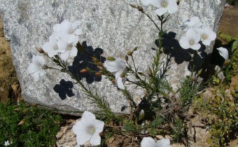 Linum tenuifolium, Foto vom 29.5. (© Spender 55)