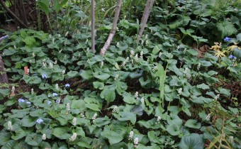 Maianthemum dilatatum, Foto vom 21. Mai (© Gabriele Renneberg)
