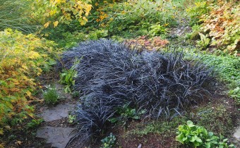 Ophiopogon planiscapus nigrescens (© Spender 319)