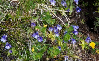 Pinguicula leptocersas (© Spender 319)