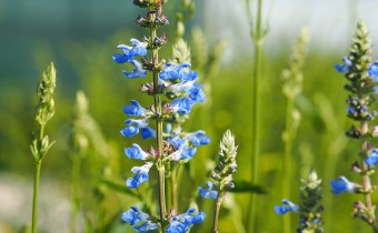 Salvia uliginosa (© Spender319)