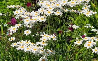 Tanacetum corymbosum (© Spender 319)