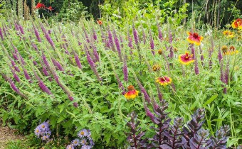 Teucrium hircanicum `Paradise Delight´(© Spender 319)