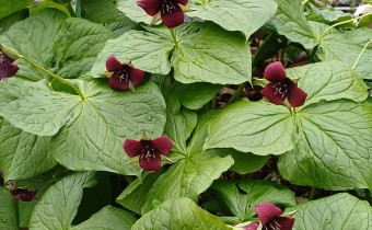 Trillium erectum, rote Form, Foto vom 29.4. (© Spender 55)