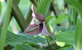 Trillium flexipes, Foto vom 8. Mai (© Gabriele Renneberg)