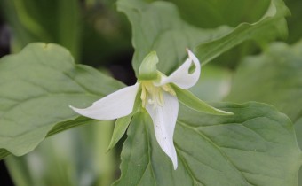 Trillium flexipes, weiße Form, Foto vom 28. Mai (© Gabriele Renneberg)