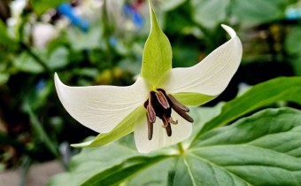 Trillium simile, Foto vom 21.4. (© Spender 55)