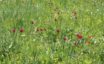 Tulipa orphanidea auf Kreta, Foto vom 4.5. (© Spender 55)