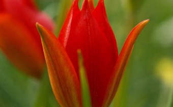 Tulipa sprengeri (© Spender 319)