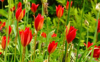 Tulipa sprengeri (© Spender 319)