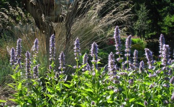 Agastache rugosa `Blue fortune´,Foto vom 26.7. (© Spender 319)