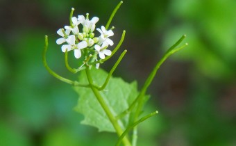 Alliaria petiolata, Foto vom 21.5. (© Spender 319)