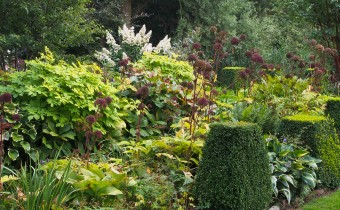 Angelica atropurpurea, Foto vom 12.9. (© Spender 319)