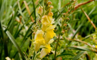 Antirrhinum braun blanquettii, Foto vom 22.6. (© Spender 319)