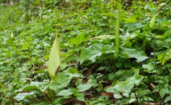 Arum maculatum, Foto vom 30.4. (© Spender 319)