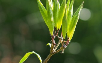 Asclepias purpurascens, Samenstand, Foto vom 30.8. (© Spender 319)