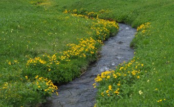 Caltha palustris, Foto vom 30.5. (© Spender 319)