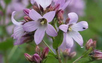Campanula lactiflora `Loddon Anna´,  Foto vom 25.6. (© Spender 319)