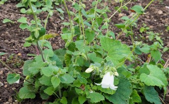 Campanula alliariifolia,  Foto vom 9.10. (© Spender 319)